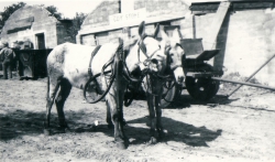 our mules at tthe Company Store הפרדות ליד חדר האוכל